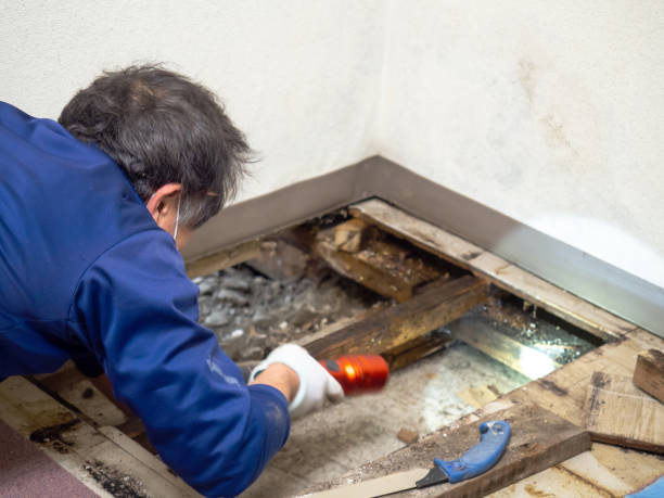 Professional Mold Removal in Osage, IA