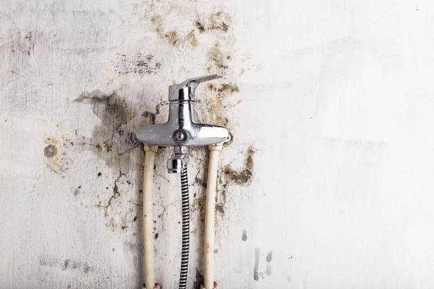 Best Mold Removal Specialists  in Osage, IA