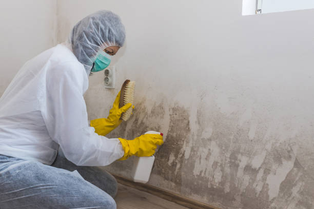 Best Mold Damage Repair  in Osage, IA