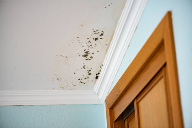 Best Professional Mold Removal  in Osage, IA