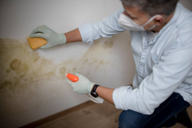 Best Mold Remediation  in Osage, IA