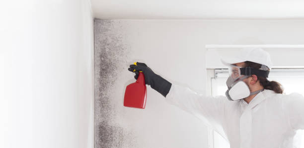Best Mold Remediation  in Osage, IA