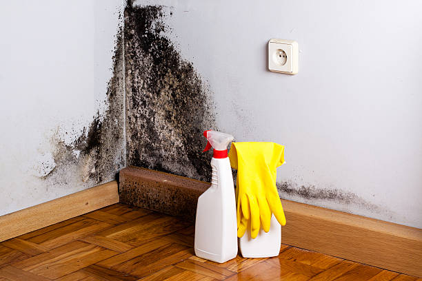 Best Mold Cleaning Services  in Osage, IA