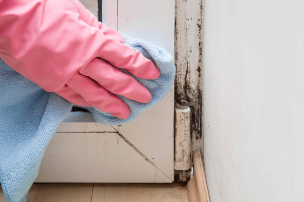 Best Mold Removal Process  in Osage, IA