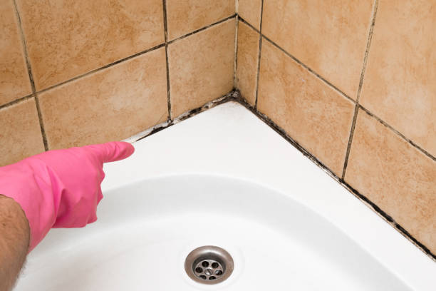 Best Home Mold Removal  in Osage, IA