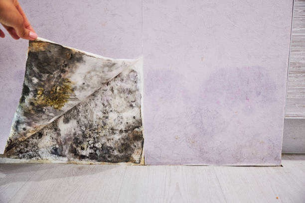 Best Affordable Mold Removal  in Osage, IA